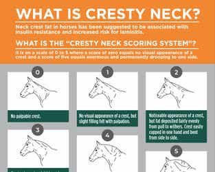 Cresty Neck Infographic Preview
