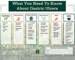 Gastric Ulcer Infographic Preview