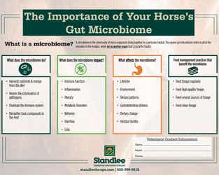 Importance of Your Horse's Gut Microbiome Infographic Preview