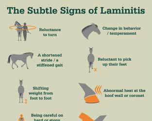 The Subtle Signs of Laminitis Infographic Preview