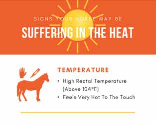 Signs Your Horse May be Suffering in the Heat Infographic Preview
