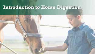 Preview of Introduction to Horse Digestion nutritional webinar
