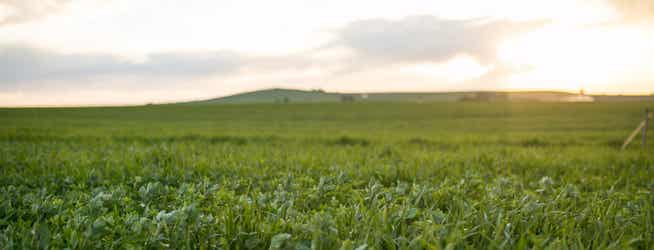 Fields of forage at sunset.