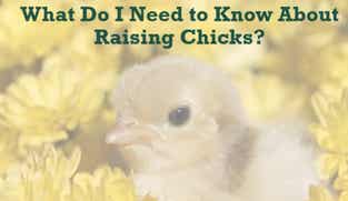 Preview of What Do I Need to Know About Raising Chicks nutritional webinar