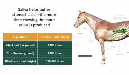 Horse diagram and information table