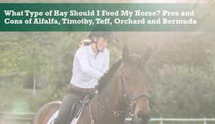 Preview of What Type of Hay Should I Feed My Horse nutritional webinar
