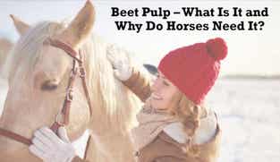 Preview of Beet Pulp – What Is It and Why Do Horses Need It nutritional webinar