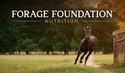 Forage Foundation preview