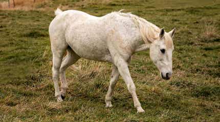 Senior horse walking