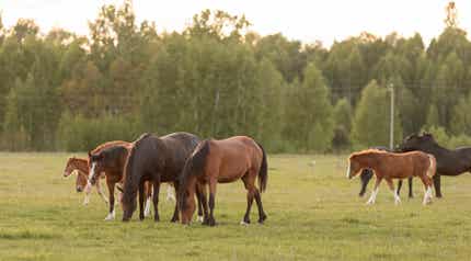 Horses grazing in field.