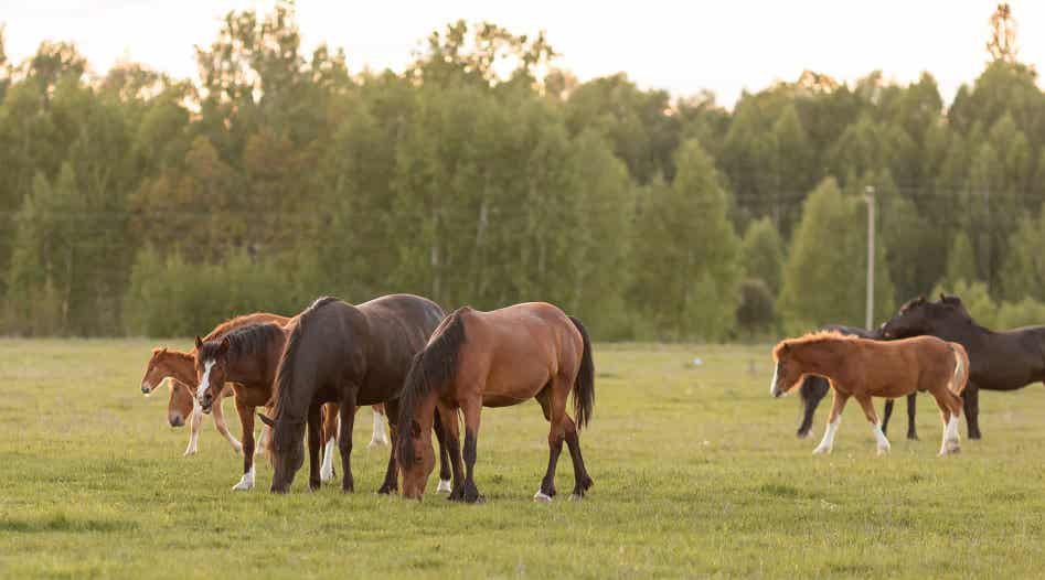 Horses grazing in field