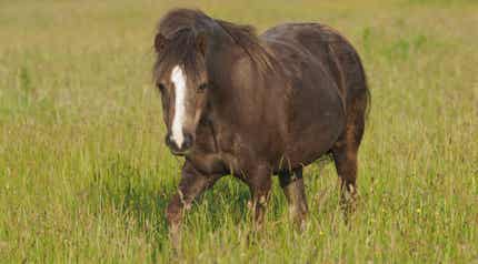 Brown pony grazing in field.