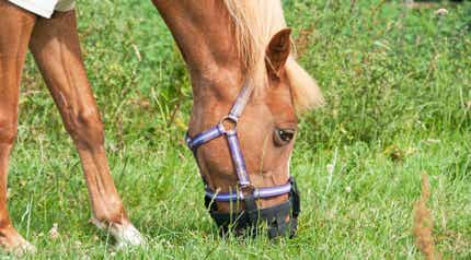 Horse grazing in mask.
