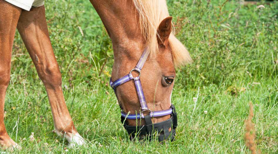 Horse grazing in field with a grazing muzzle.