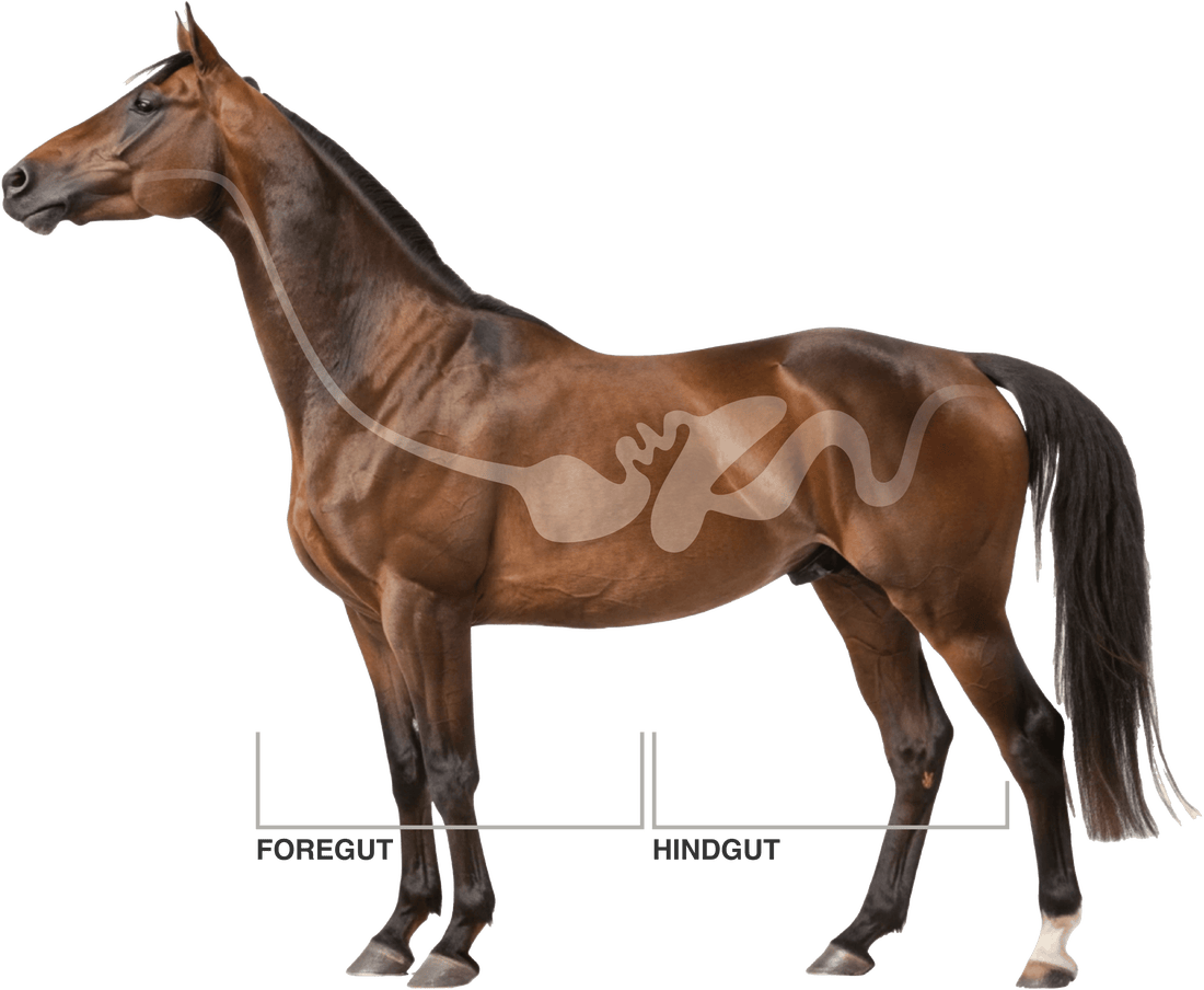 Illustration of a horse tracing the path of the digestive system from mouth to rectum.