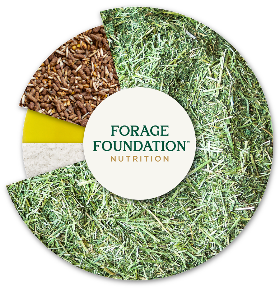 A horse’s optimal diet by proportion: mostly forage, with smaller amounts of concentrates, fat, and supplements.