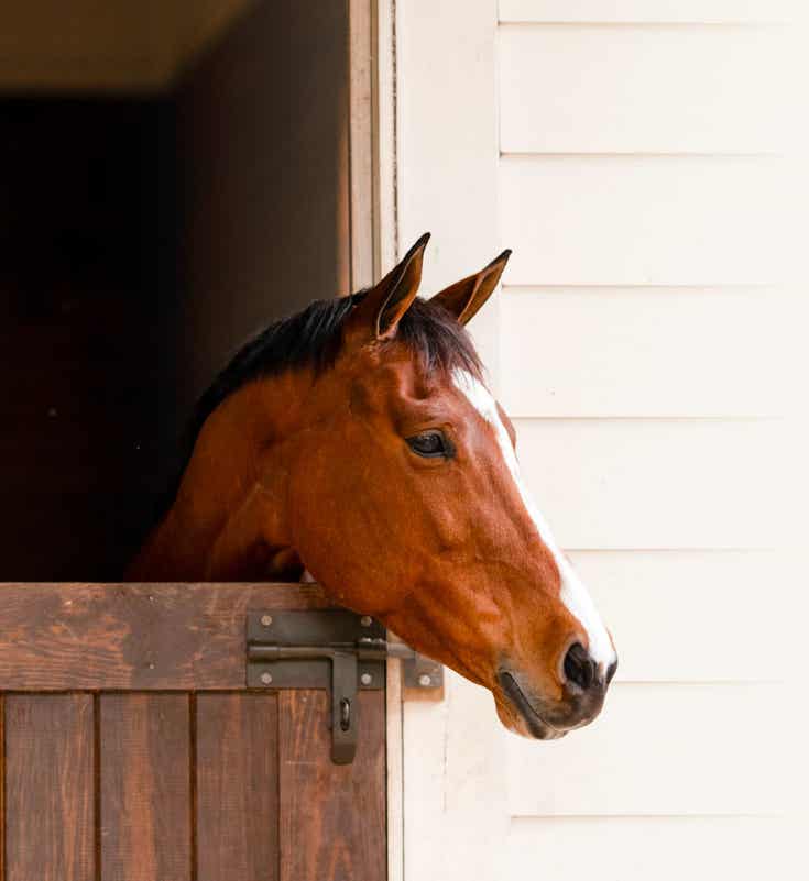 Horse leaning its head over a fence.