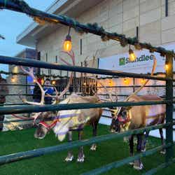 Reindeer Gallery Image Thumbnail #1