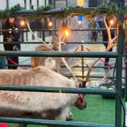 Reindeer Gallery Image Thumbnail #10