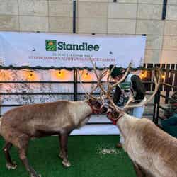 Reindeer Gallery Image Thumbnail #11