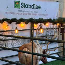 Reindeer Gallery Image Thumbnail #12