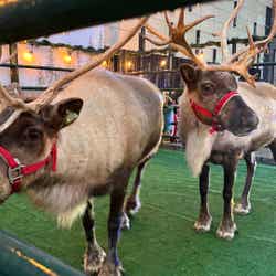 Reindeer Gallery Image Thumbnail #3