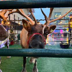 Reindeer Gallery Image Thumbnail #4