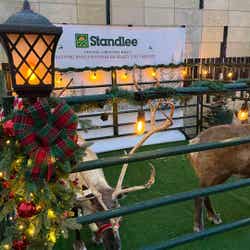 Reindeer Gallery Image Thumbnail #5