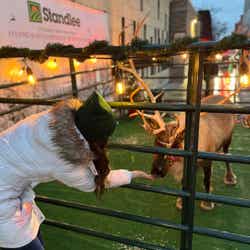 Reindeer Gallery Image Thumbnail #1