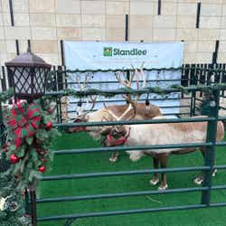 Reindeer Gallery Image Thumbnail #7