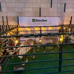 Reindeer Gallery Image Thumbnail #9