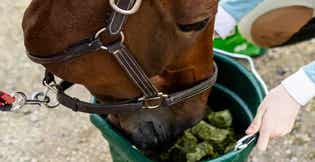 Horse eating forage from a bucket