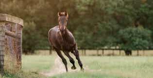 Horse running in a field.