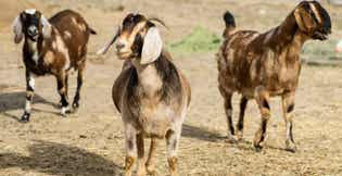 Goats standing in open pasture with forage in the background