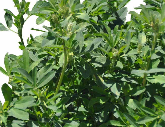 Alfalfa closeup