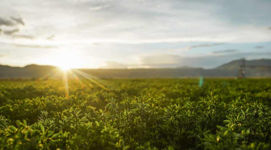 Field of Alfalfa Forage.