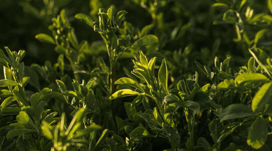 Alfalfa forage growing.