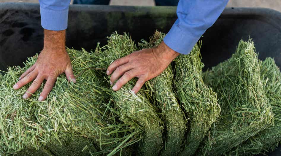 Man separating Alfalfa bale.
