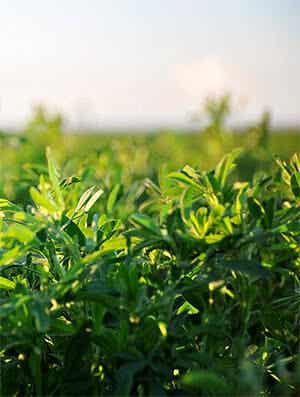 Alfalfa Closeup