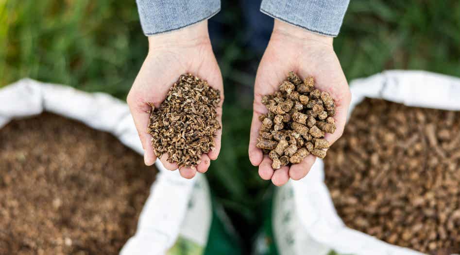 Hands holding beet pulp shreds and beet pulp pellets.
