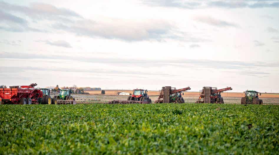 Sugar beet harvesting equipment in a field.