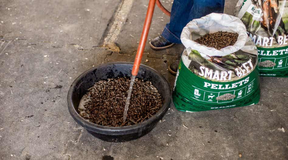 Water being added to a tub of beet pulp pellets.