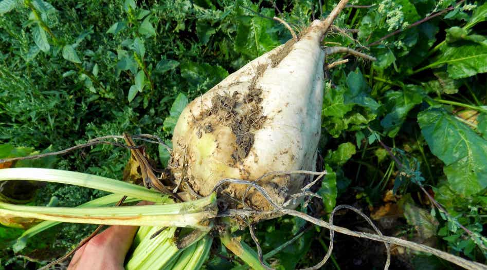 Sugar beet freshly pulled from the ground.