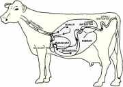 Figure 1: The ruminant digestive tract. (University of Minnesota, 1996; http://sci.waikato.ac.nz/farm/content/animalstructure.html)
