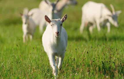 Doe walking