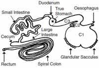 Figure 2: Gastrointertinal tract of the alpaca (http://www. highlandairsalpaca.com/pages/4831/alpaca-facts. April, 2015.)