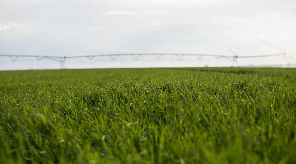 Field of grass forage with an irrigation pivot.