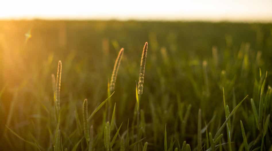 Timothy grass seed heads at sunset.