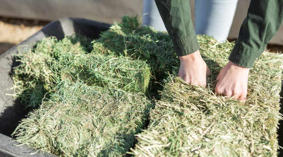 Person separating flakes from a grass hay bale.