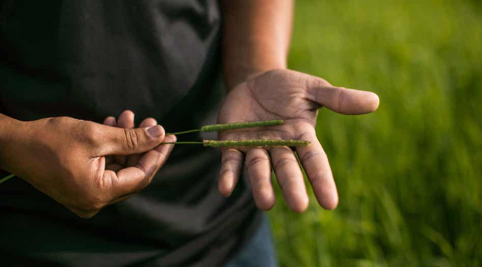 Hands holding grass seed heads.
